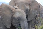 African Elephants, AMED01_082