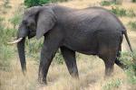 African Elephants, AMED01_089