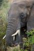 African Elephants, tusk, ivory, AMED01_091