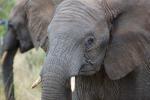 African Elephants, tusk, ivory, AMED01_092