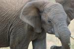 African Elephants, AMED01_093