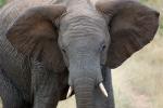 African Elephants, tusk, ivory, AMED01_094