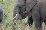 African Elephants, tusk, ivory, AMED01_095