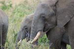 African Elephants, tusk, ivory, AMED01_096