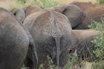 African Elephants, AMED01_097
