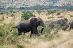African Elephants, AMED01_098
