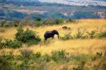 African Elephants, AMED01_100