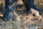 African Elephant hoof