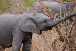 baby African Elephant, AMED01_108