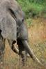 African Elephants, AMED01_112