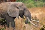 Tusks, African Elephants, ivory, AMED01_113