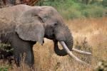 Tusks, African Elephants, ivory, AMED01_114
