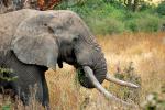 Tusks, African Elephants, ivory, AMED01_115