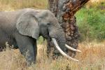 Tusks, African Elephants, ivory, AMED01_116