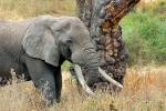 Ivory Tusks, African Elephant, AMED01_118