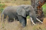 Ivory Tusks, African Elephant, AMED01_119