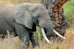 Ivory Tusks, African Elephant, AMED01_122