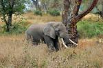 Ivory Tusks, African Elephant, AMED01_123