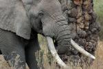 Ivory Tusks, African Elephant, AMED01_124