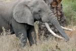 Ivory Tusks, African Elephant, AMED01_125