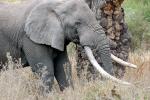 Ivory Tusks, African Elephant, AMED01_126
