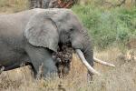 Ivory Tusks, African Elephant, AMED01_127