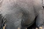 African Elephant skin, texture