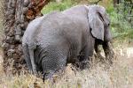 African Elephant, AMED01_129