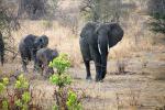 African bush elephant (Loxodonta africana), Katavi National Park, Tanzania, Ivory Tusks, AMED01_133