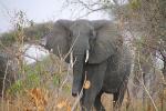 African bush elephant face, ivory tusk, (Loxodonta africana), Katavi National Park, Tanzania, AMED01_135