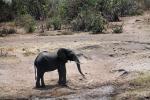 baby African bush elephant (Loxodonta africana), Katavi National Park