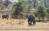 African bush elephant (Loxodonta africana), Katavi National Park, Tanzania, AMED01_137