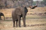 African bush elephant (Loxodonta africana), Katavi National Park, Tanzania, AMED01_138