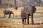 African bush elephant (Loxodonta africana), Katavi National Park, Tanzania, AMED01_140