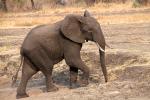 African bush elephant (Loxodonta africana), Katavi National Park, Tanzania, tusk, ivory, AMED01_141