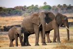 African bush elephant (Loxodonta africana), Katavi National Park, AMED01_142