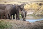 African bush elephant (Loxodonta africana), baby, Katavi National Park, Tanzania, AMED01_143