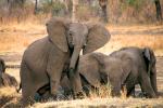 African bush elephant (Loxodonta africana), Katavi National Park, Tanzania, AMED01_147