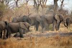 African bush elephant (Loxodonta africana), Katavi National Park, Tanzania, AMED01_148
