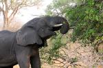 African bush elephant (Loxodonta africana), Katavi National Park, Tanzania, tusk, ivory, AMED01_155