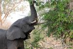 African bush elephant (Loxodonta africana), Katavi National Park, Tanzania, tusk, ivory, AMED01_156