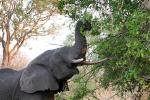 African bush elephant (Loxodonta africana), Katavi National Park, Tanzania, tusk, ivory, AMED01_157