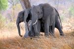 African bush elephant (Loxodonta africana), Katavi National Park, Tanzania, tusk, ivory, AMED01_159