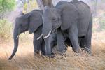 African bush elephant, tusk, ivory, (Loxodonta africana), Katavi National Park, Tanzania, AMED01_160
