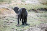 African bush elephant (Loxodonta africana), Katavi National Park, Tanzania, baby, AMED01_161