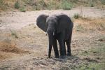 African bush elephant (Loxodonta africana), Katavi National Park, Tanzania, baby, AMED01_162