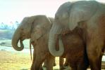 Asian Elephant, Trunk, AMEV01P01_02.1712