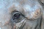 Elephant Stares with Eye