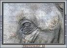 Elephant Eye, AMEV01P01_11B