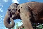 Elephant Feeding Self, curved trunk, AMEV01P01_12